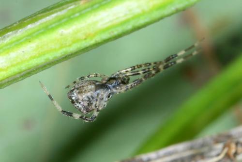 Episinus maculipes